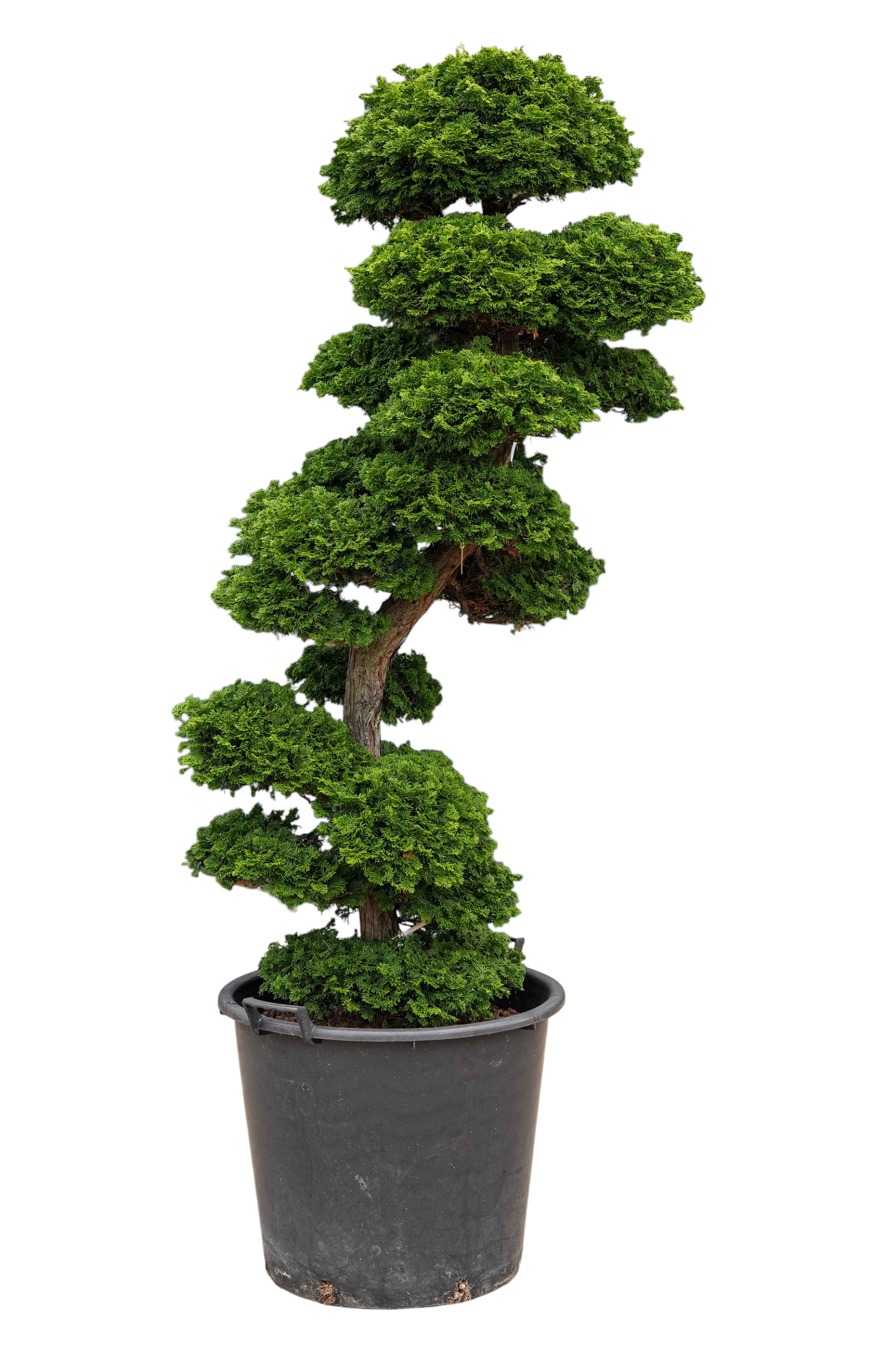 Tuinbonsai - Cypres, ca. 30 jaar