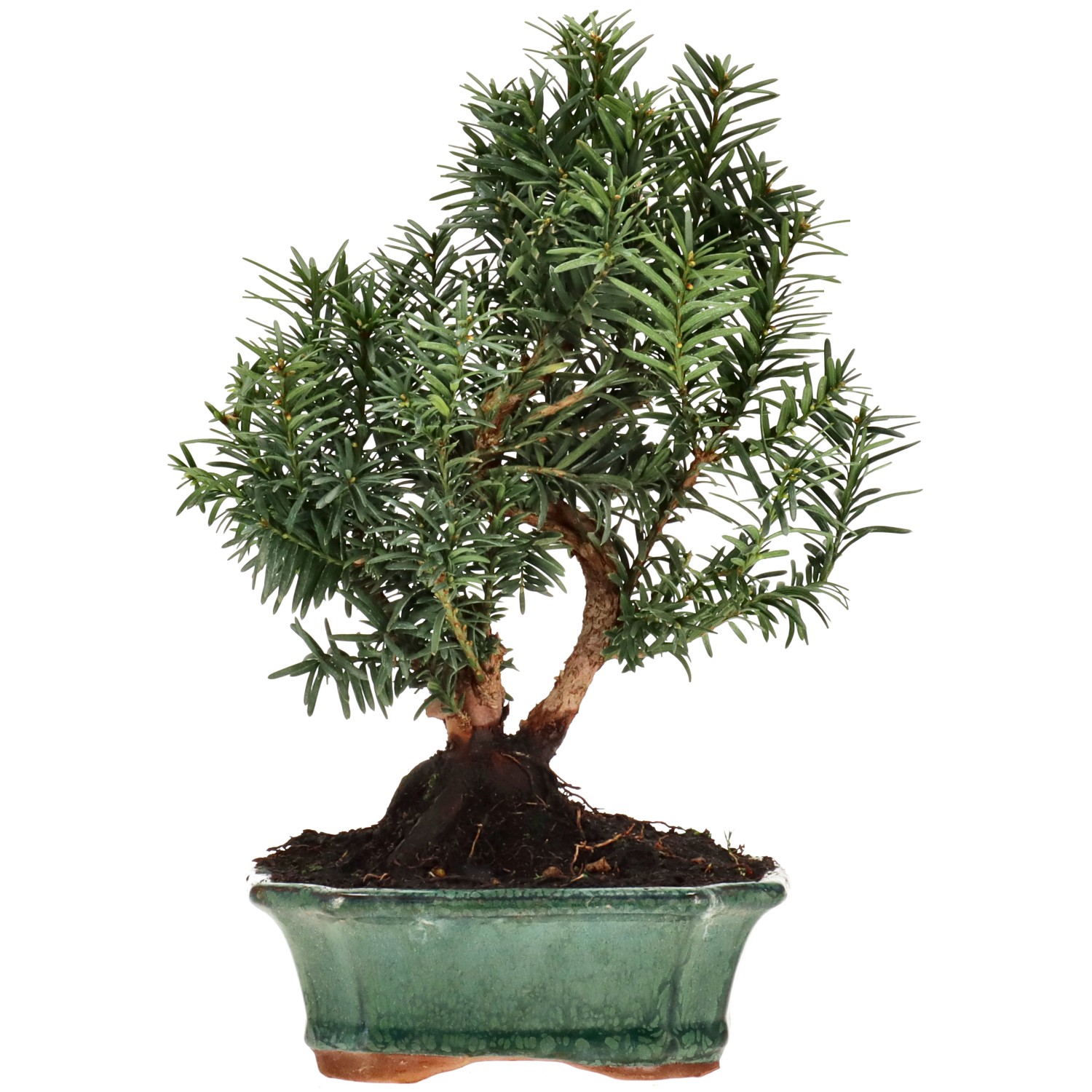 Bechereibe, ca. 10 J. (28 cm)