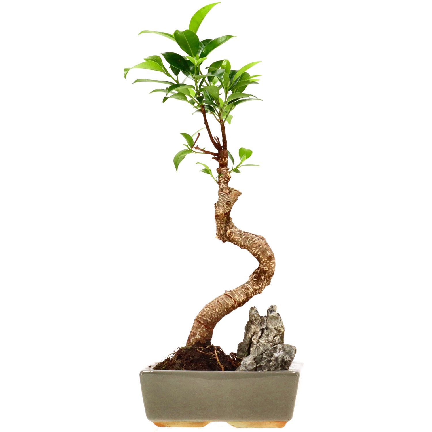 Ficus Retusa, env. 7 ans (30 cm)