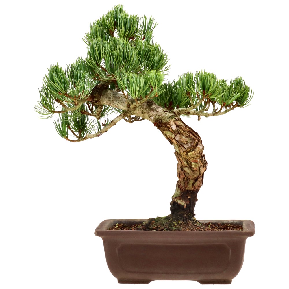bonsai.fallbackImageTitle bonsai.fallbackImageTitle