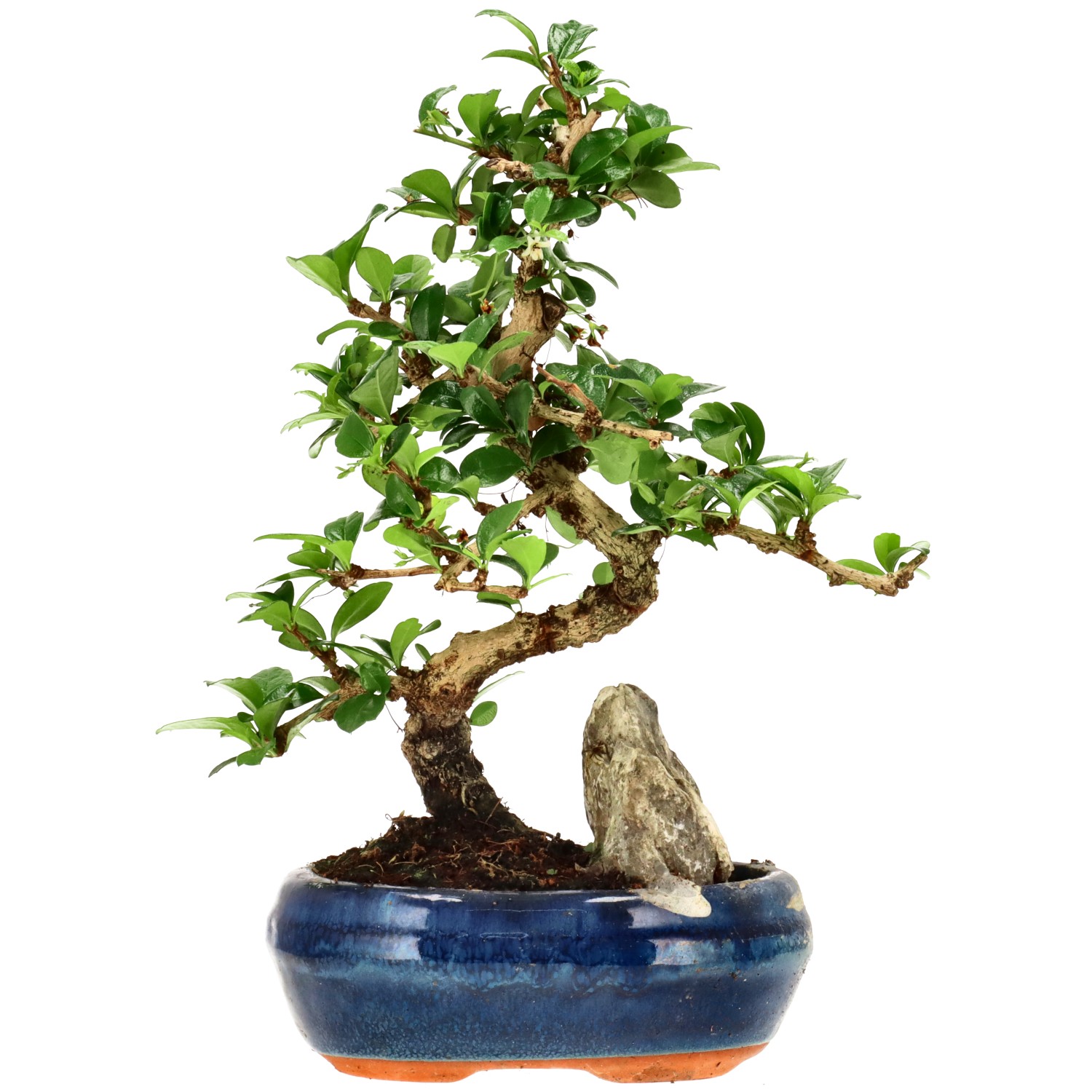 Fukien Tea, approx. 10 y. (24 cm)