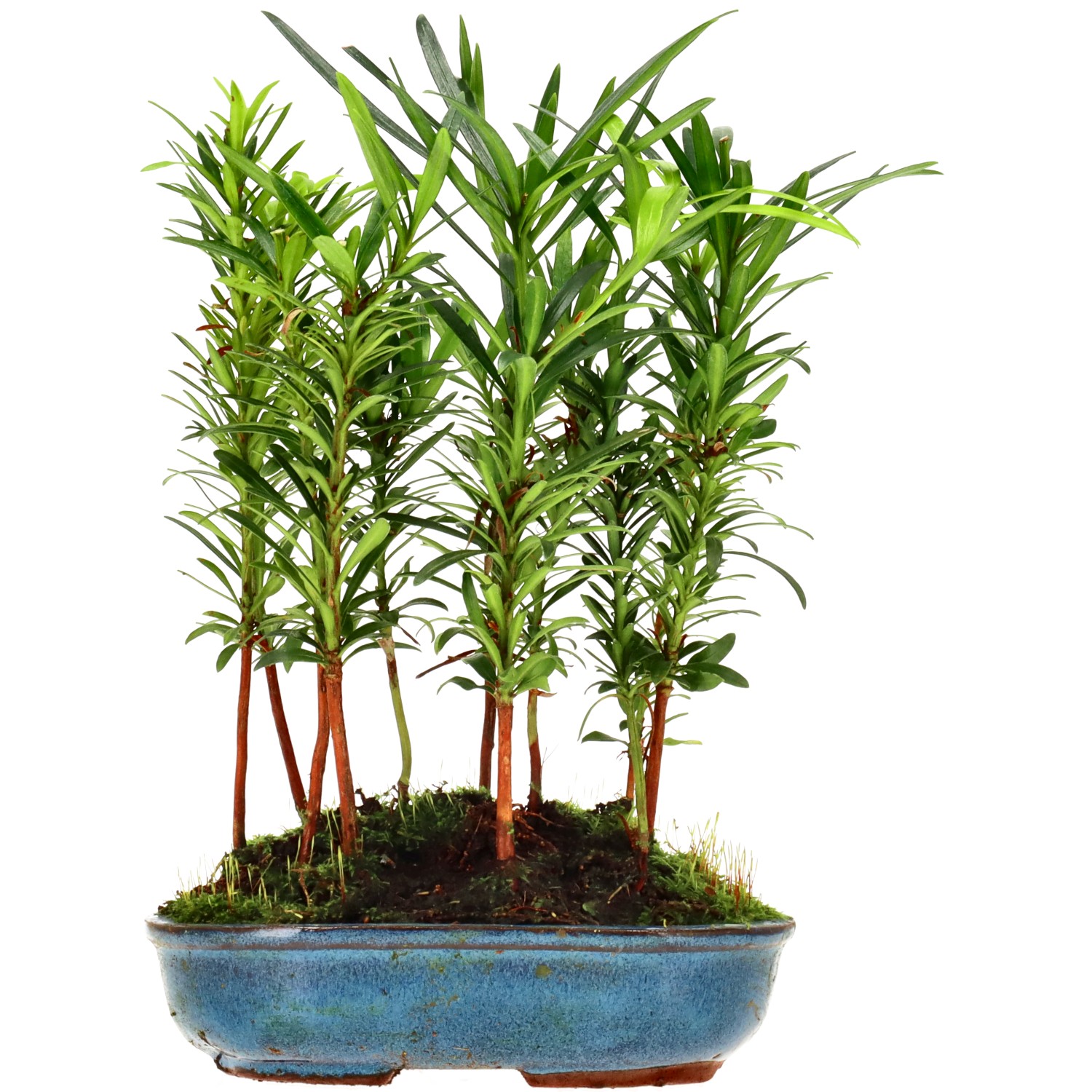 Buddhist pine, approx. 2 y. (20 cm)