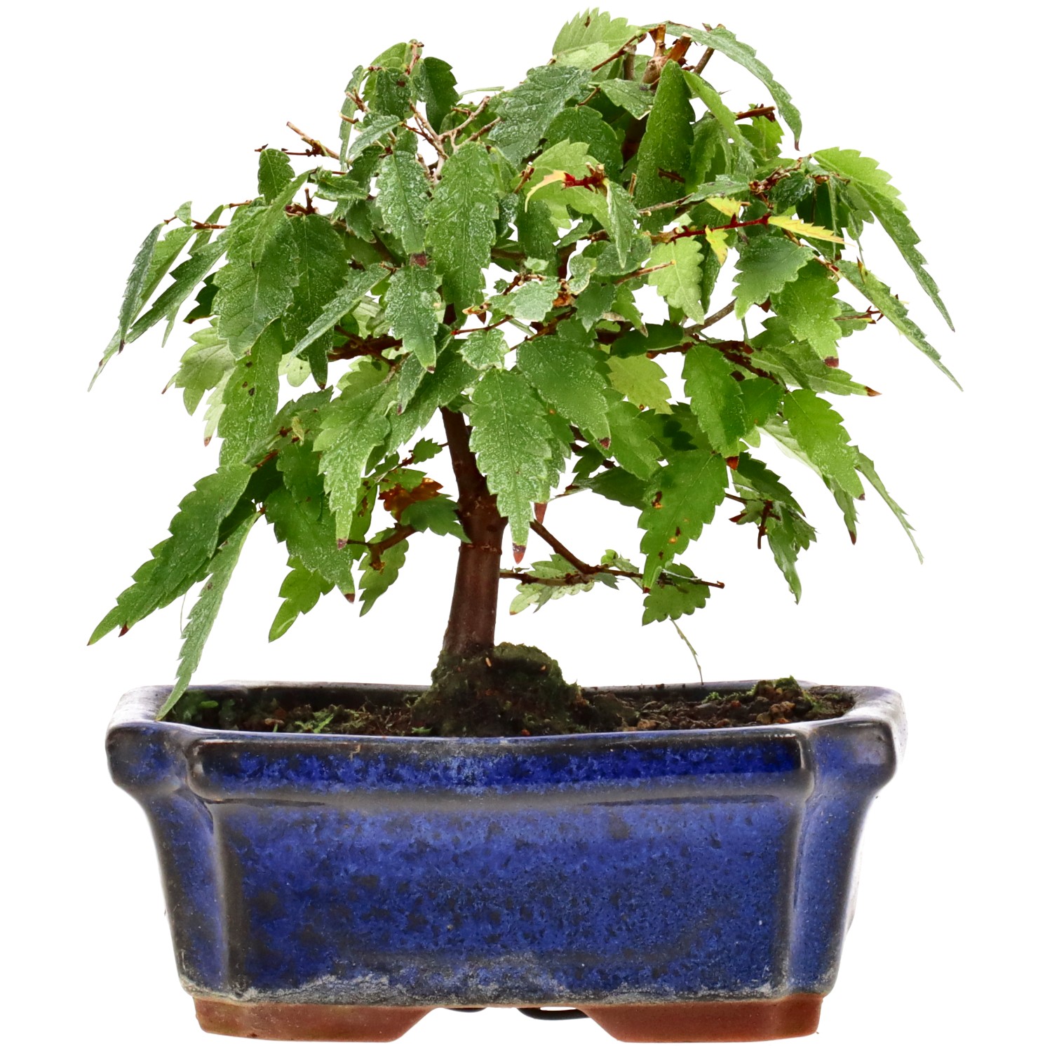 Zelkova nire, aprox. 6 años (13 cm)