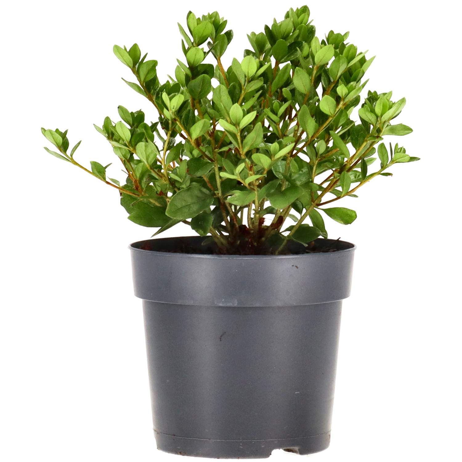 Azalée japonaise (Izum-no-mai), env. 2 ans (10-20 cm)
