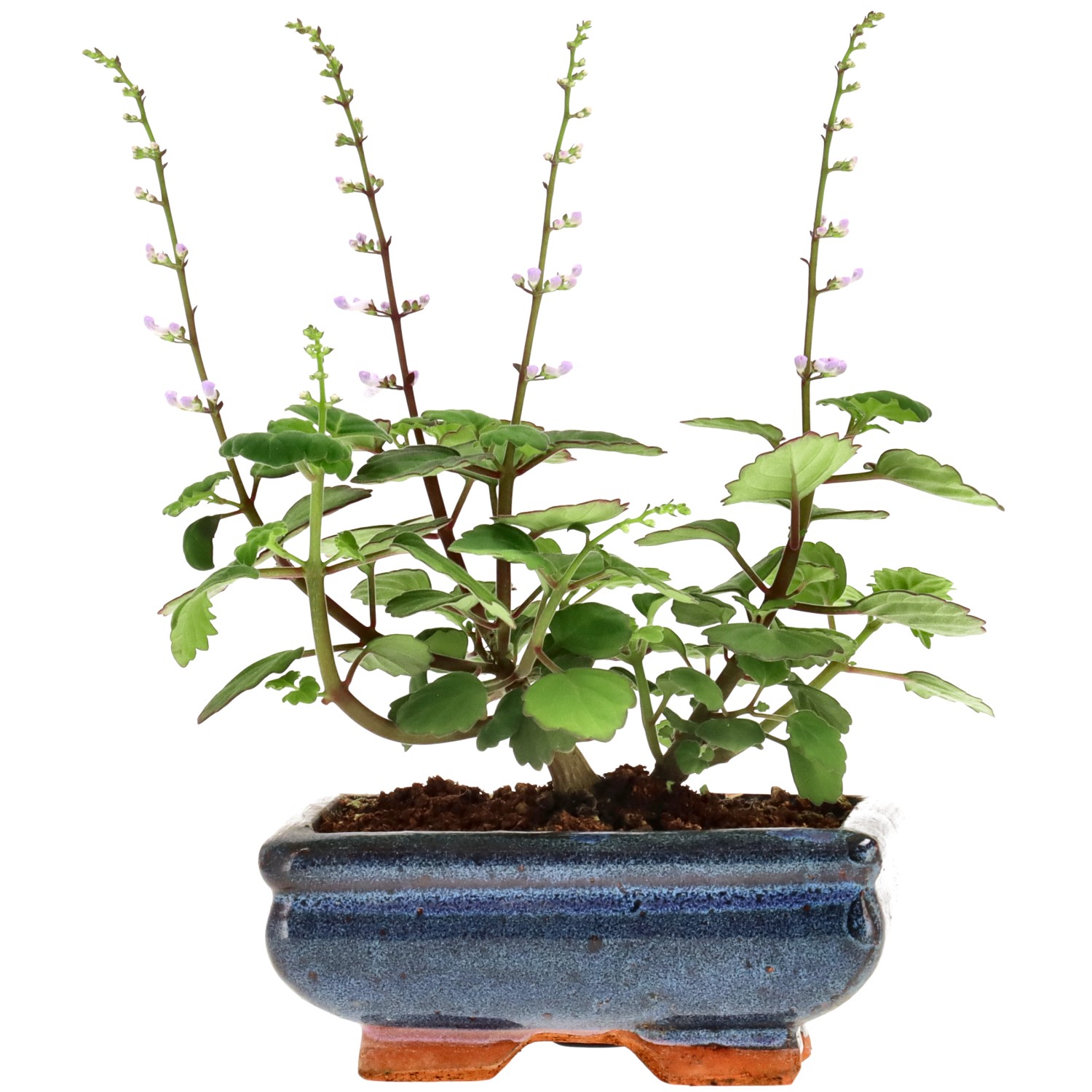 Plectranthus, env. 1 ans (12 cm)