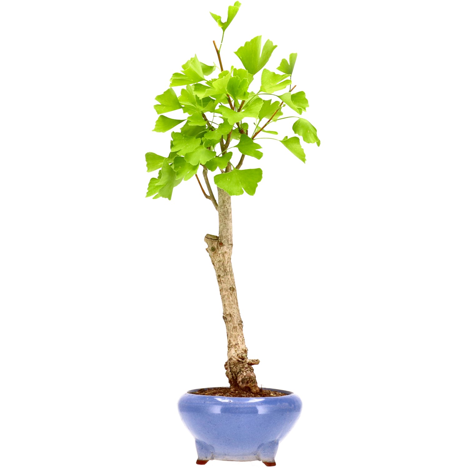 Ginkgo, ca. 12 J. (58 cm)