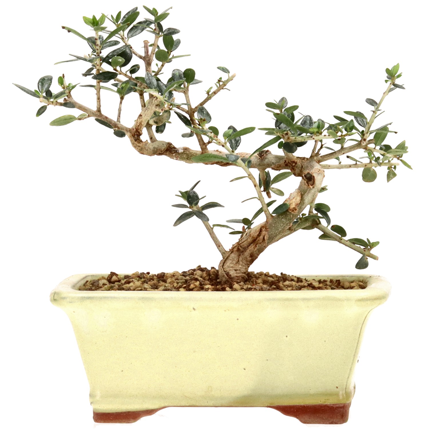 Olea sylvestris, ca. 8 anni (17 cm)