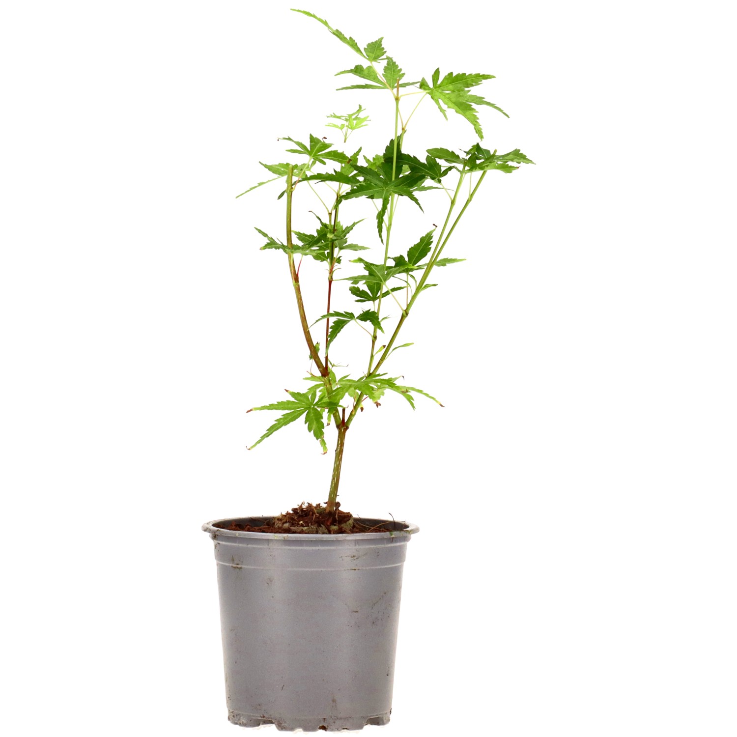 Jap. Maple (Sangokaku), approx. 3 years (15-30 cm)