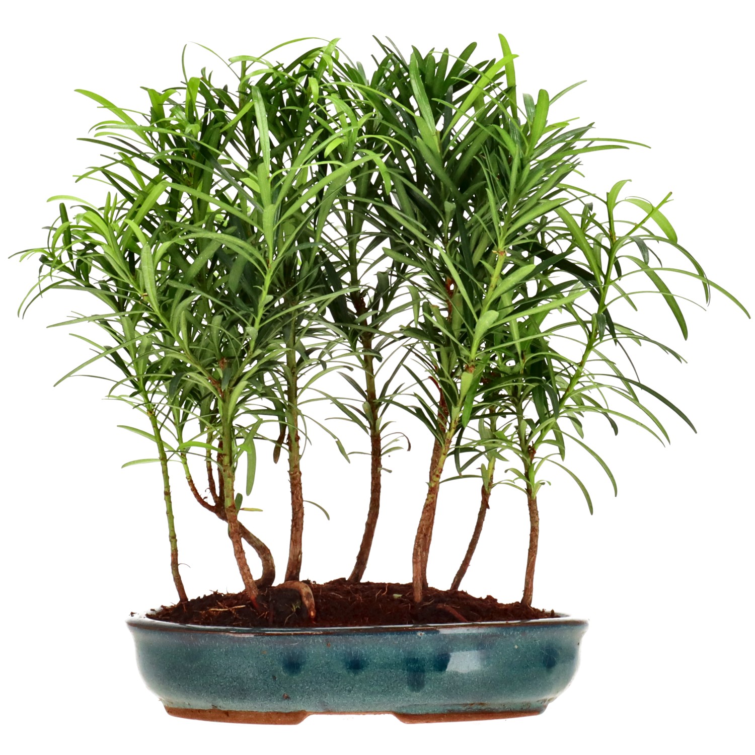 Chin. Steineibe, ca. 3 J. (27 cm)