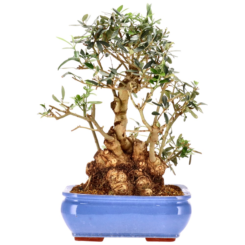 Olea europaea, env. 20 ans (44 cm)