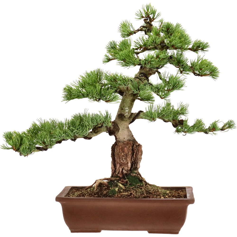 Pin blanc du Japon, env. 25 ans (40 cm)