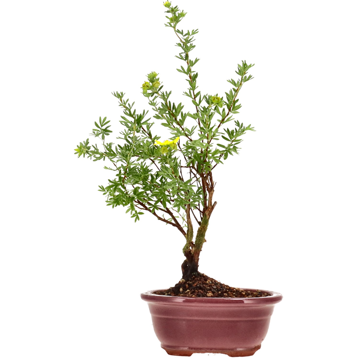 Shrubby cinquefoil, approx. 4 y. (28 cm)