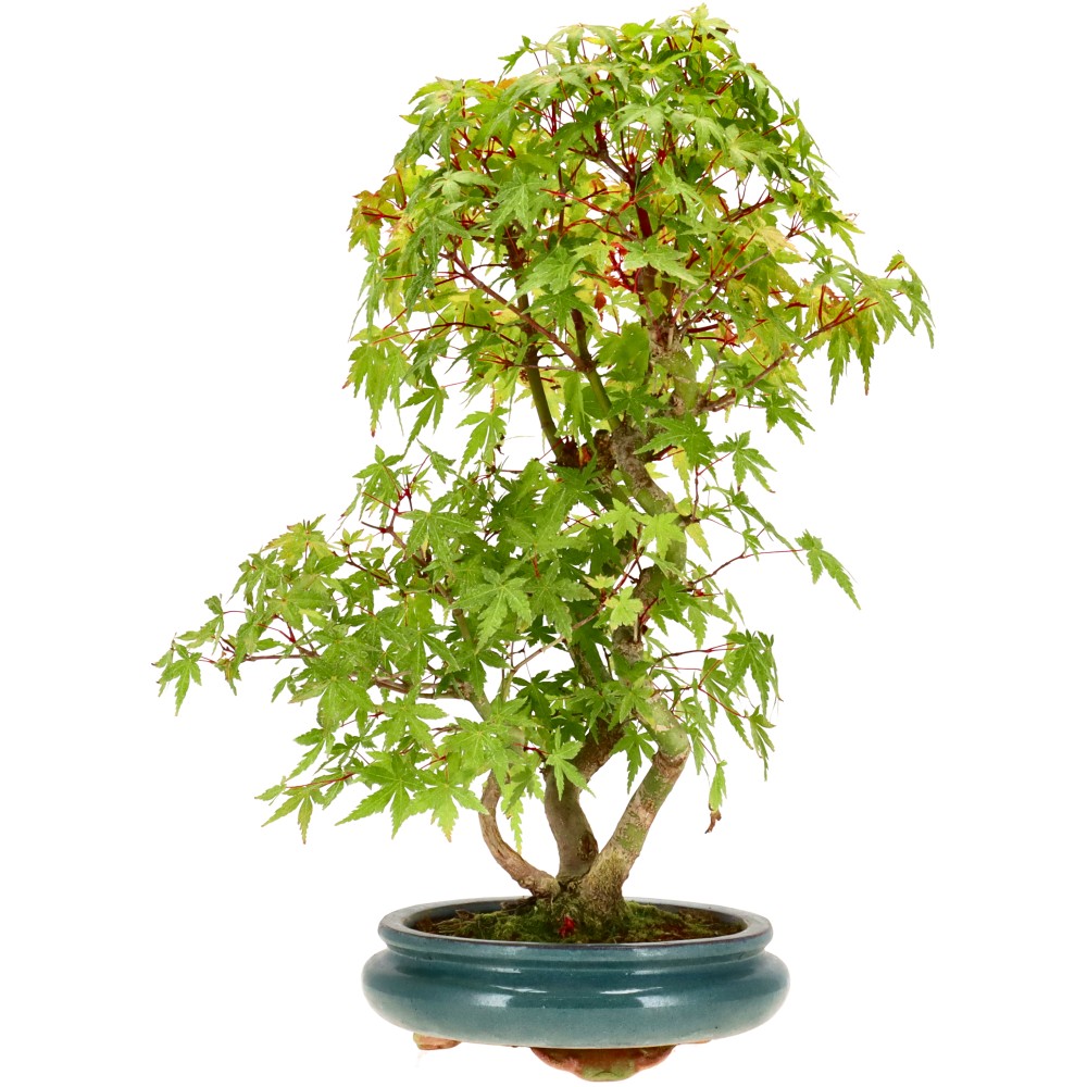 Jap. Maple, approx. 9 y. (38 cm)