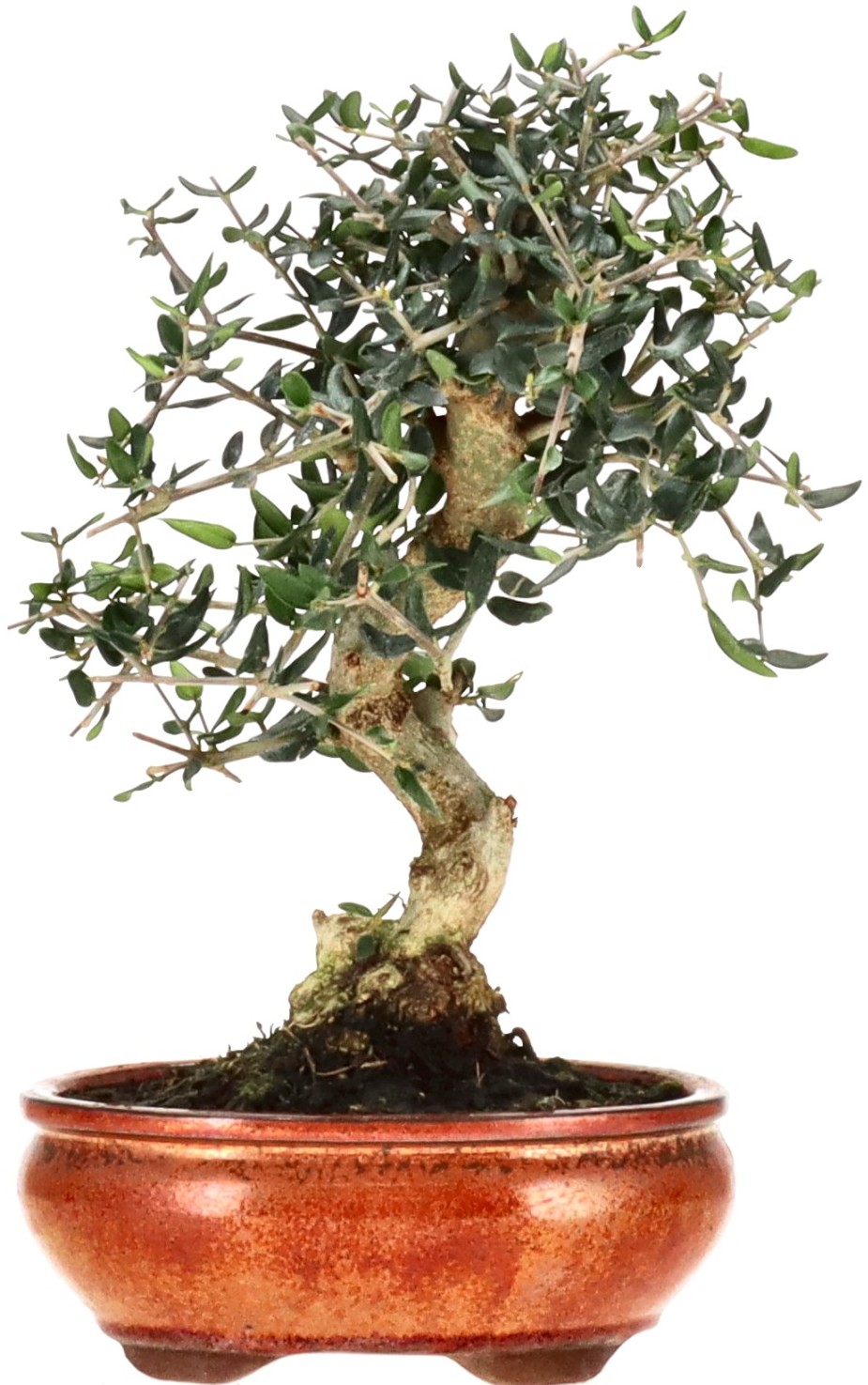 [K012] Wild olive, approx. 10 years