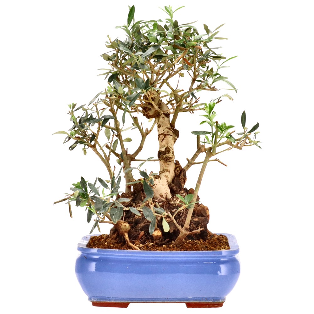 bonsai.fallbackImageTitle