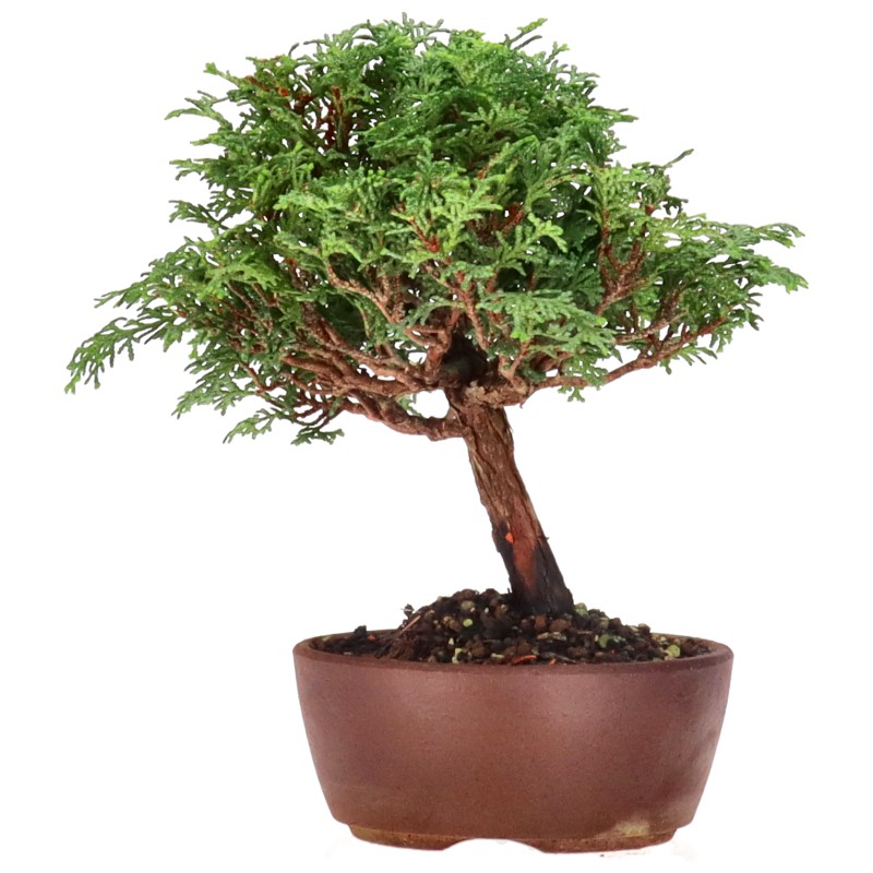 bonsai.fallbackImageTitle bonsai.fallbackImageTitle