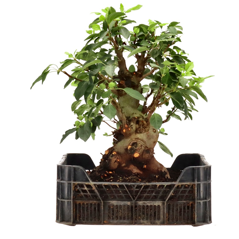 bonsai.fallbackImageTitle