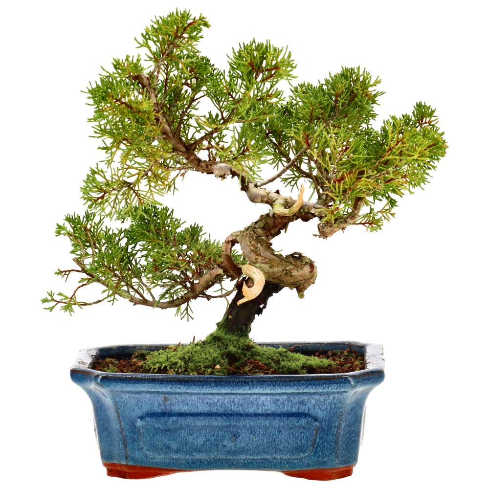 Chin. Wacholder, ca. 10 J. (24 cm)