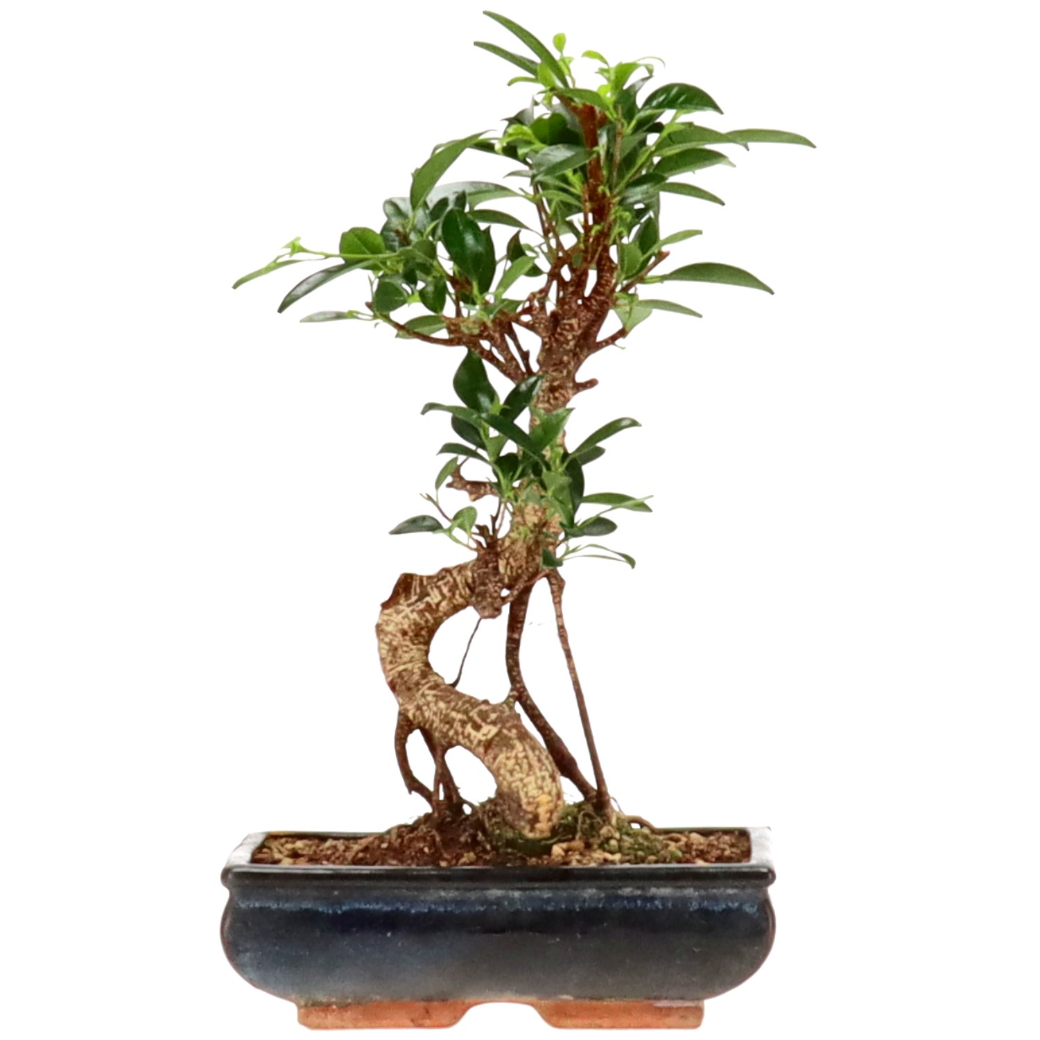 Chin. Feigenbaum (Ret.), ca. 14 J. (34 cm)
