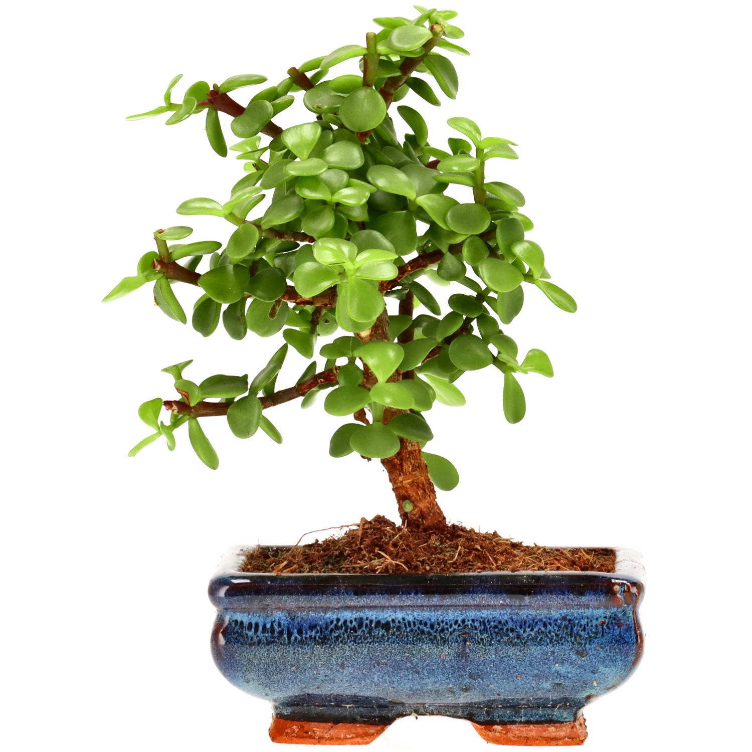 Árbol de la abundancia, aprox. 7 años (18 cm)