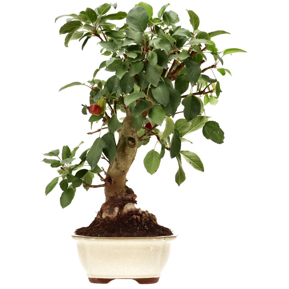 Zierapfel, ca. 17 J. (42 cm)