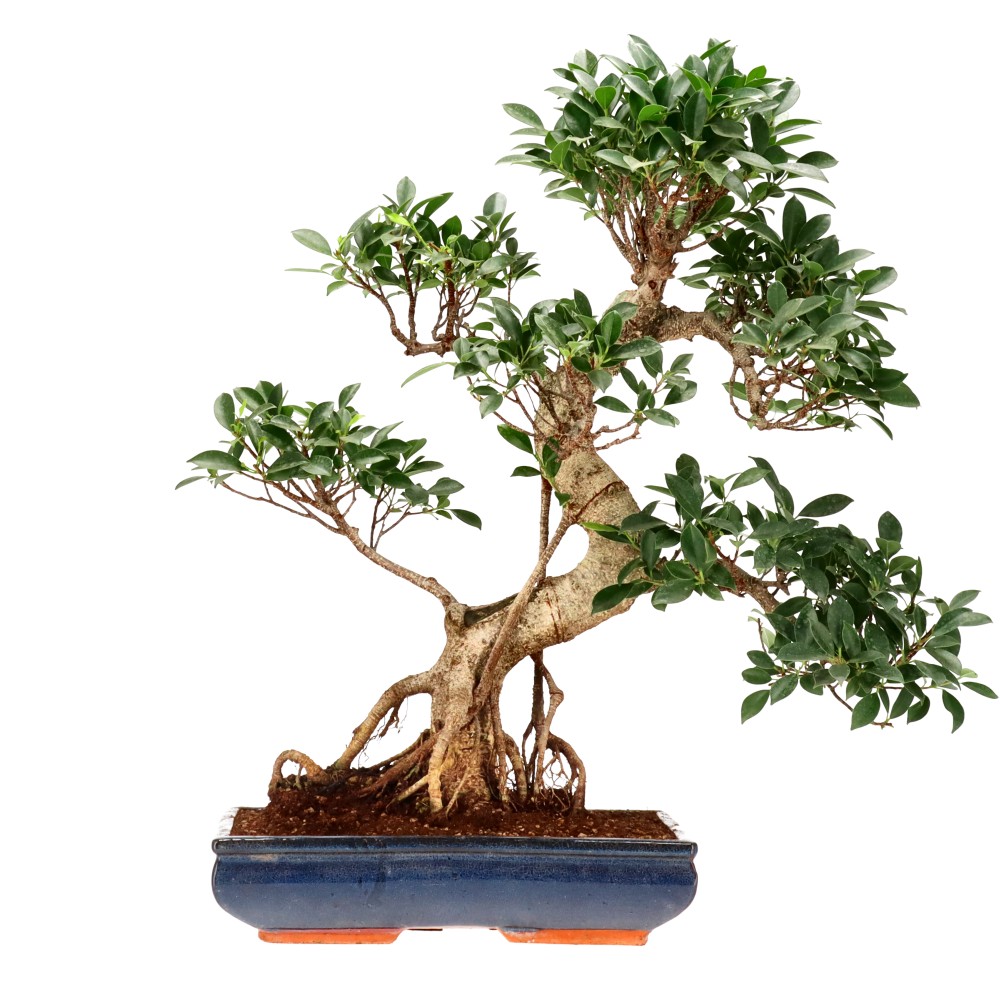 Chin. Feigenbaum (Retusa), ca. 20 J. (65 cm)