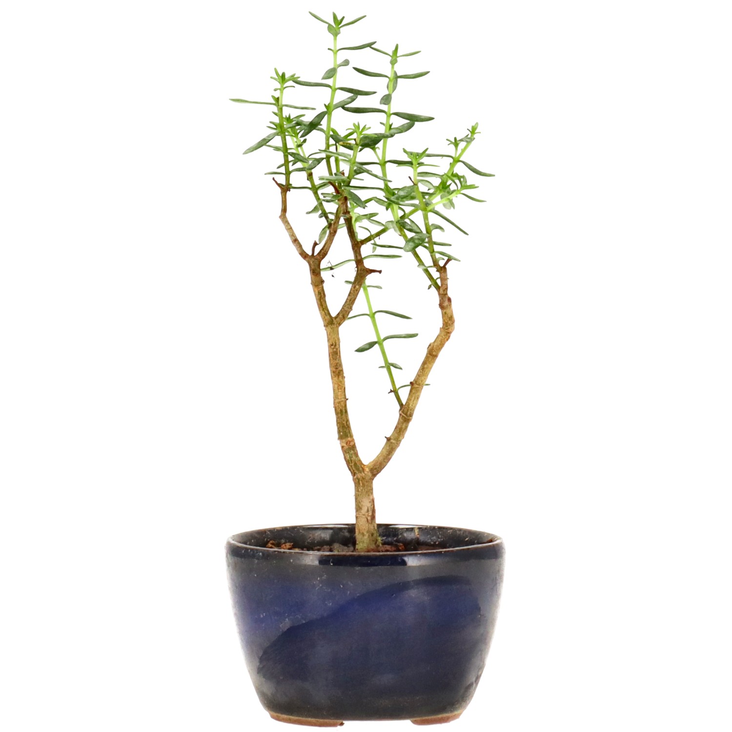 Mini-Dickblatt, ca. 2 J. (15 cm)