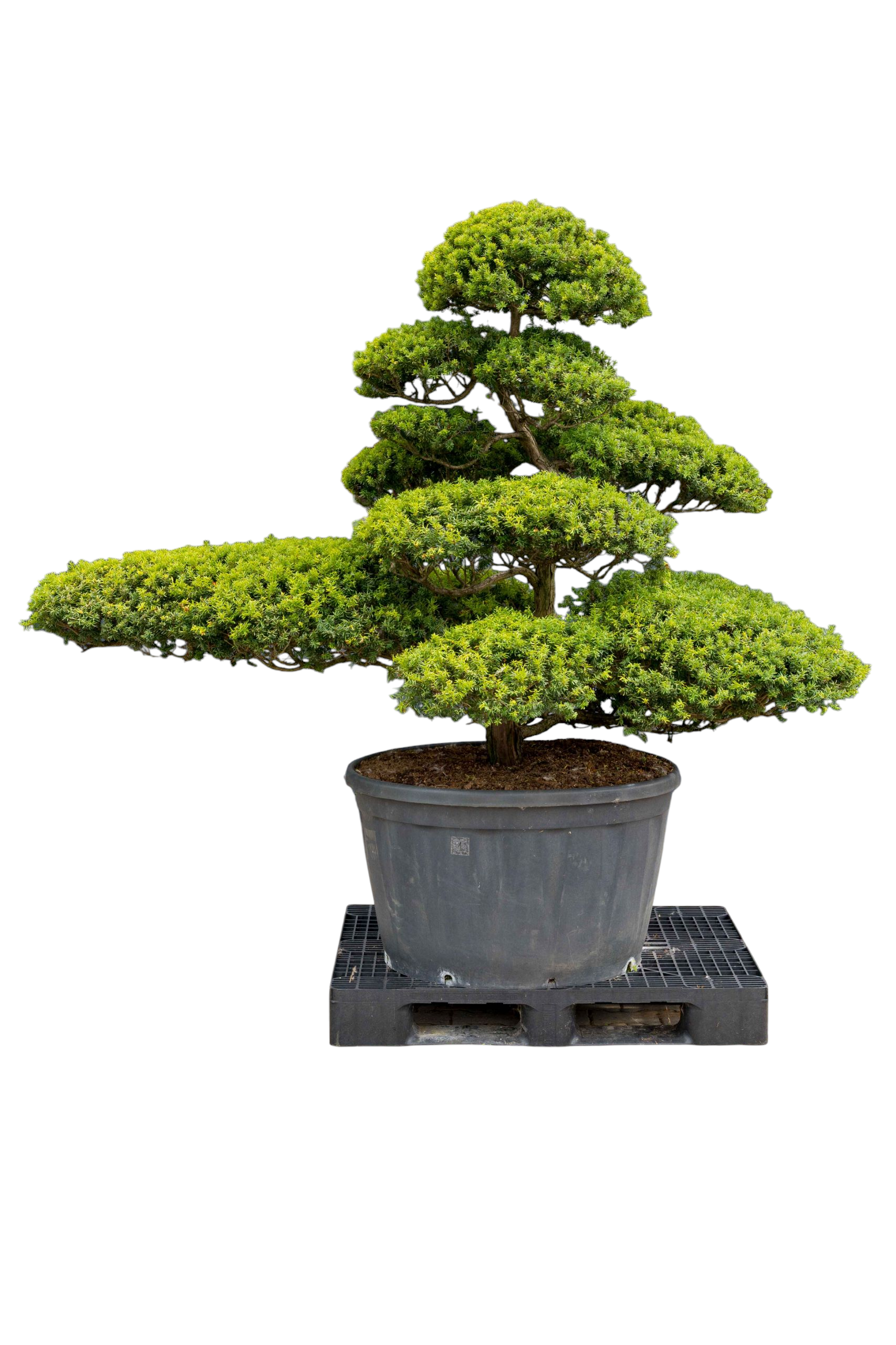 Tuinbonsai - Taxus cuspidata, ca. 40 jaar