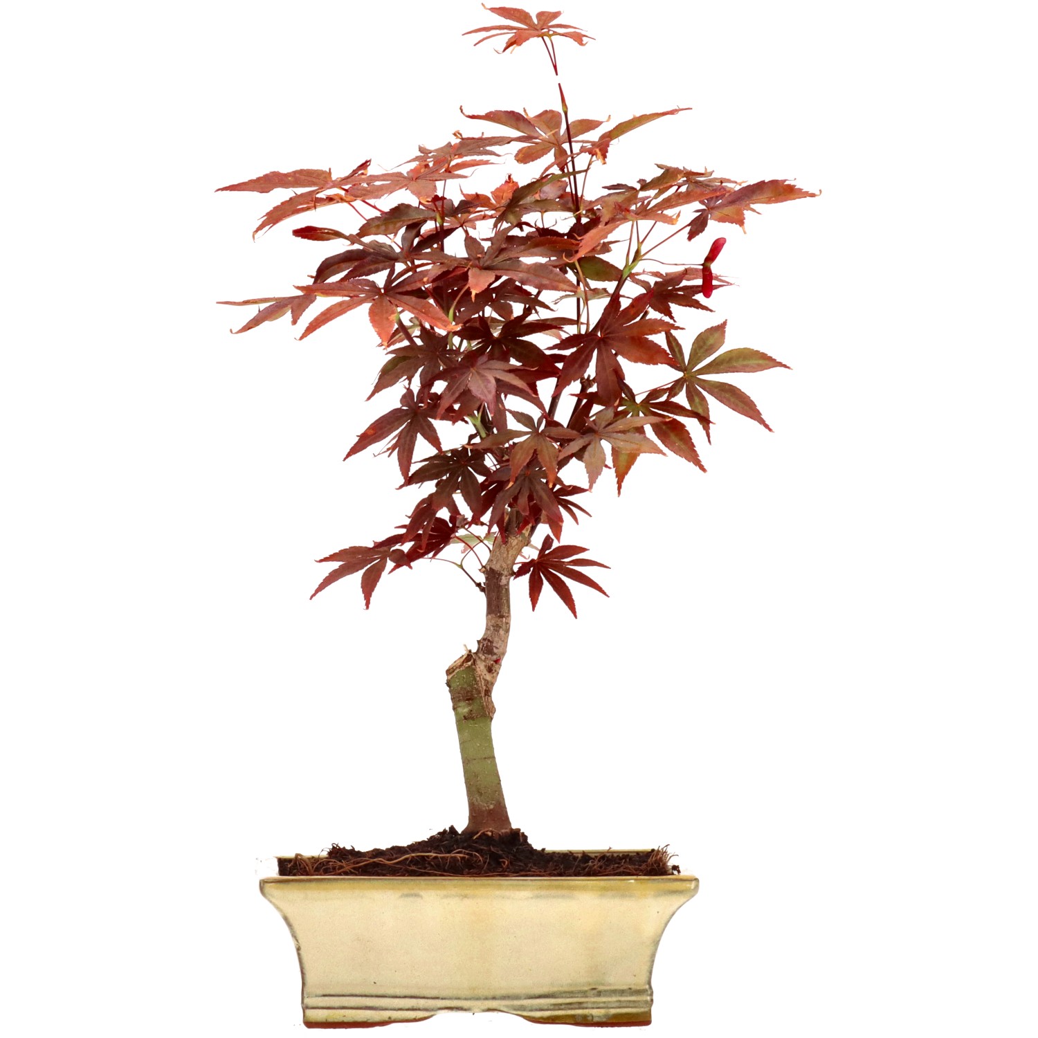 Érable du Japon (Atropurpureum), greffé, env. 9 ans (35 cm)