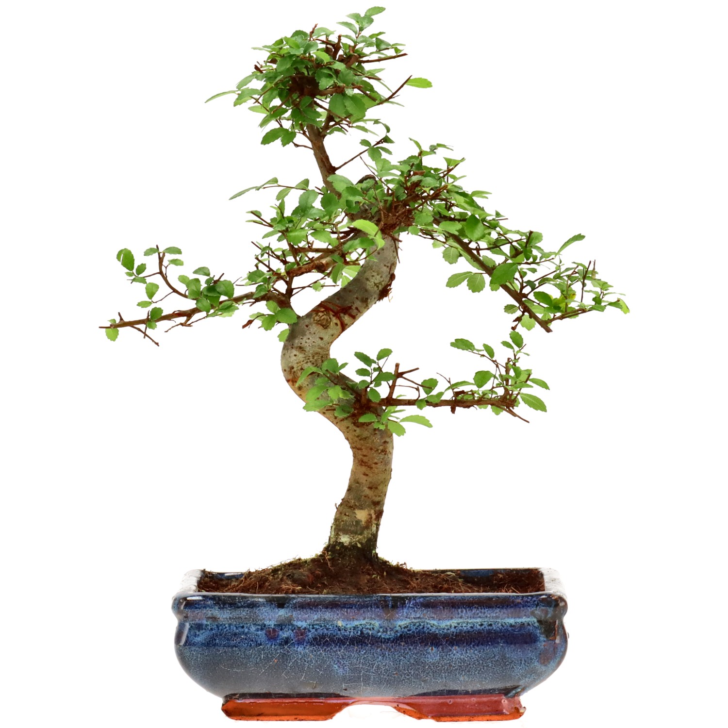 Chinese elm, approx. 9 y. (29 cm)