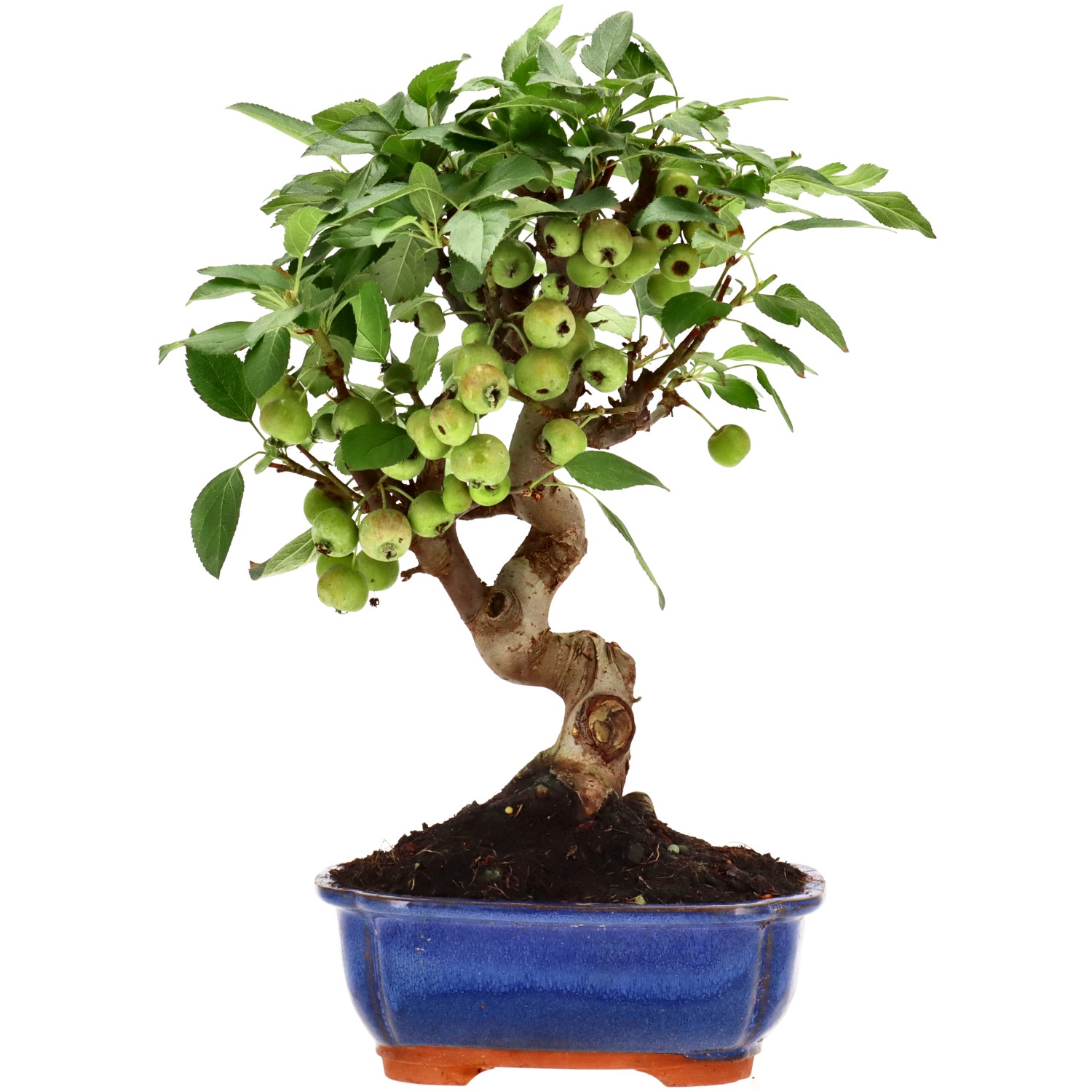 Manzano silvestre, aprox. 12 años (34 cm)