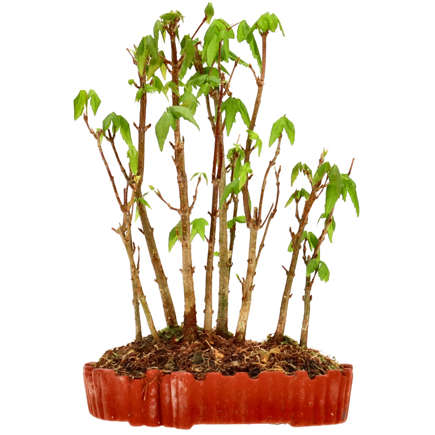 Érable trident, env. 3 ans (17 cm)