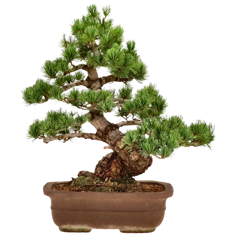 bonsai.fallbackImageTitle