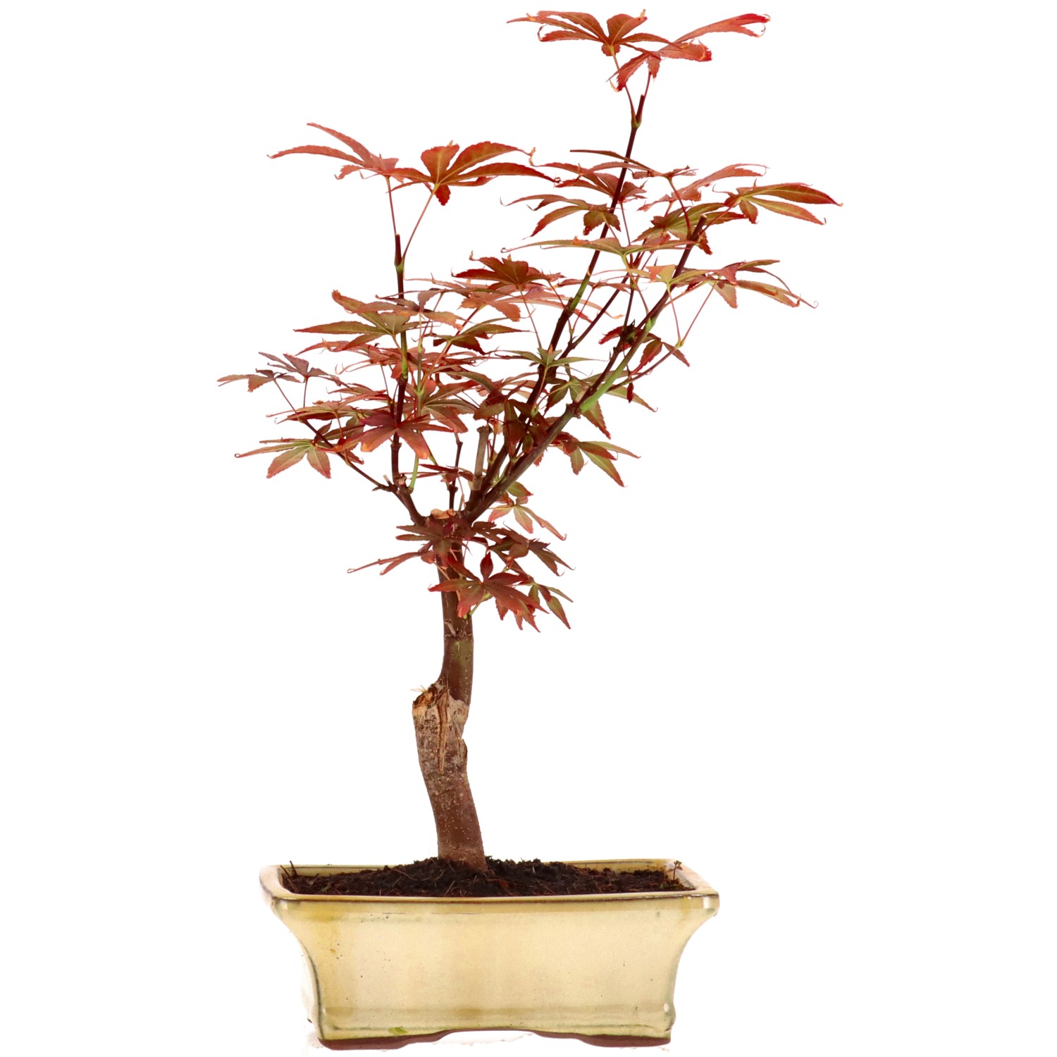 Érable du Japon (Atropurpureum), greffé, env. 9 ans (33 cm)