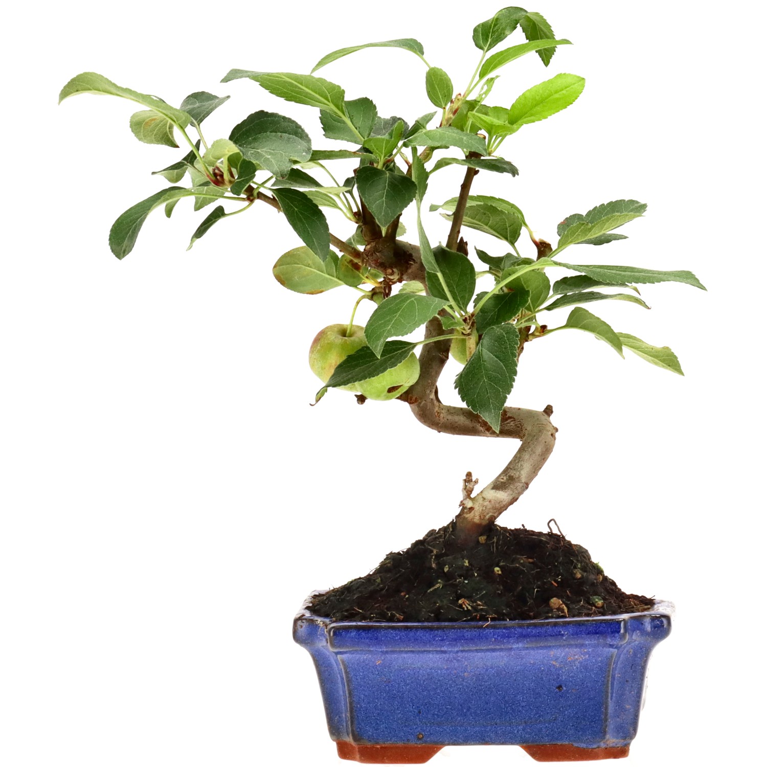 Manzano silvestre, aprox. 7 años (21 cm)