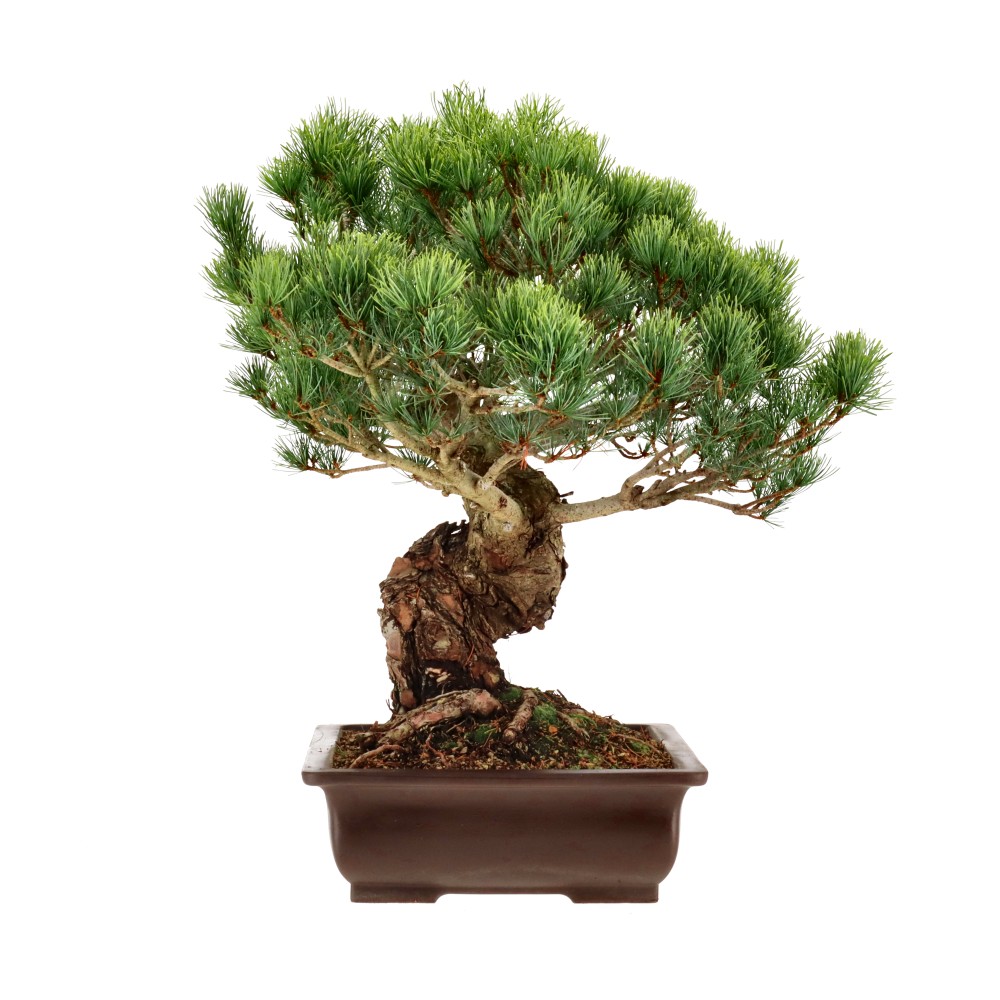Japanse witte den, ca. 30 j. (46 cm)
