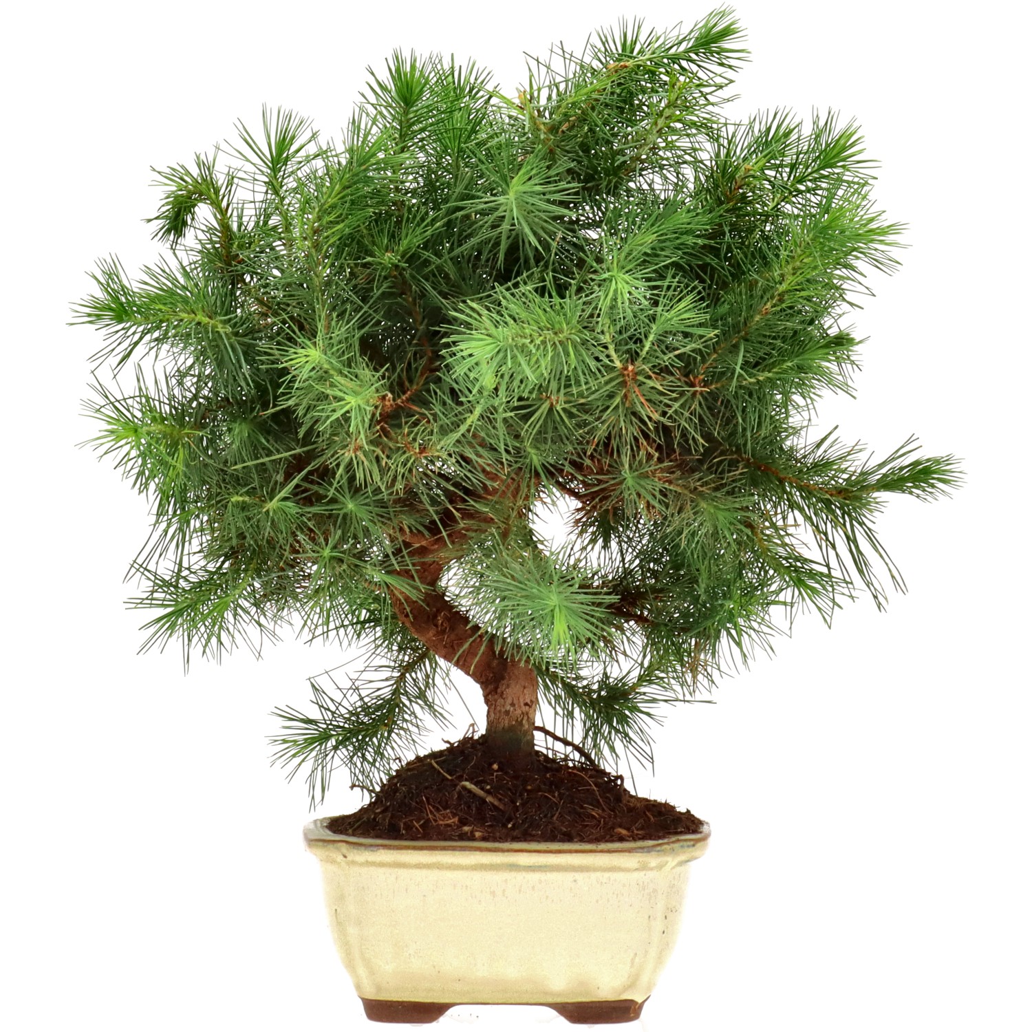 Pin d'Alep, env. 9 ans (31 cm)