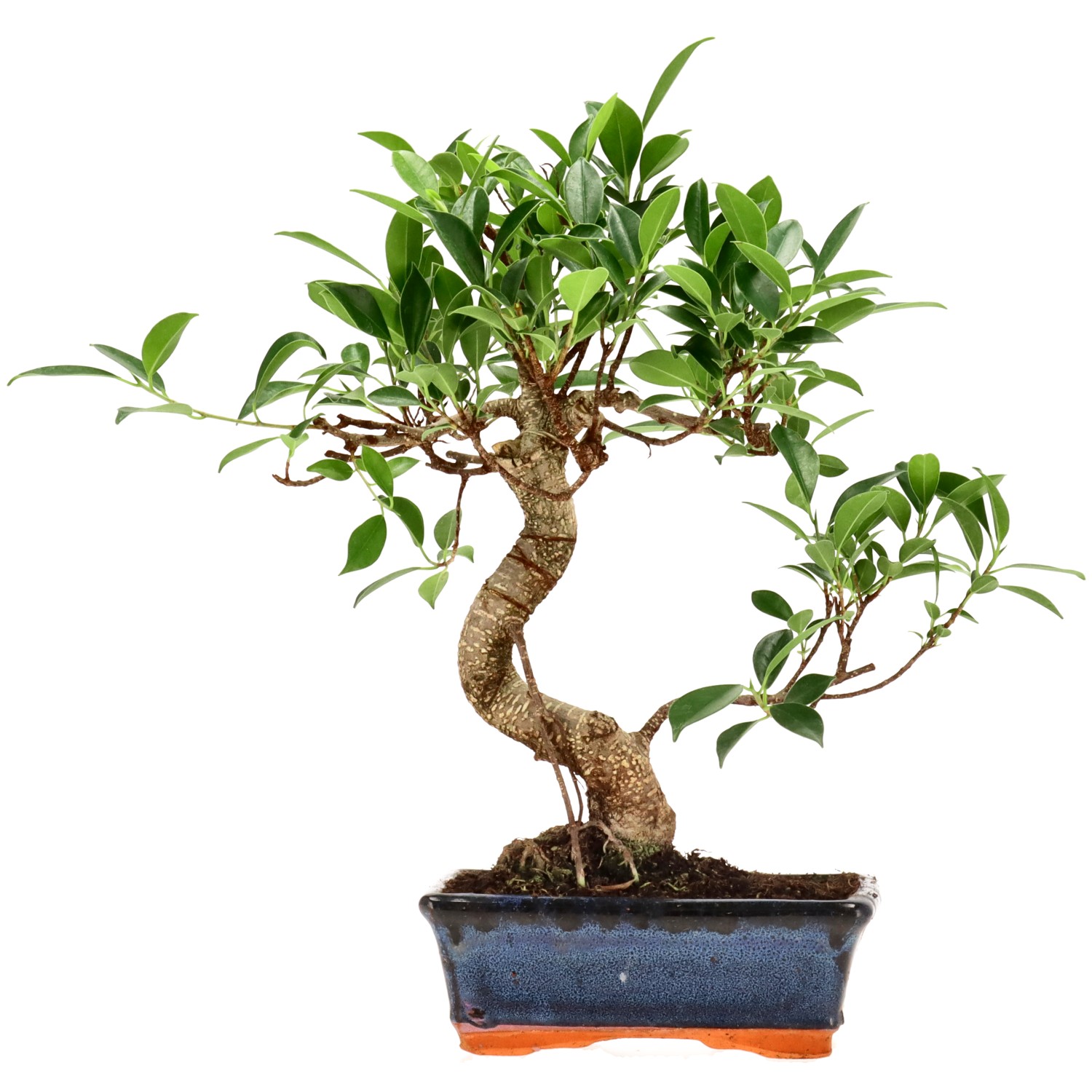 Chin. Feigenbaum (Retusa), ca. 9 J. (34 cm)