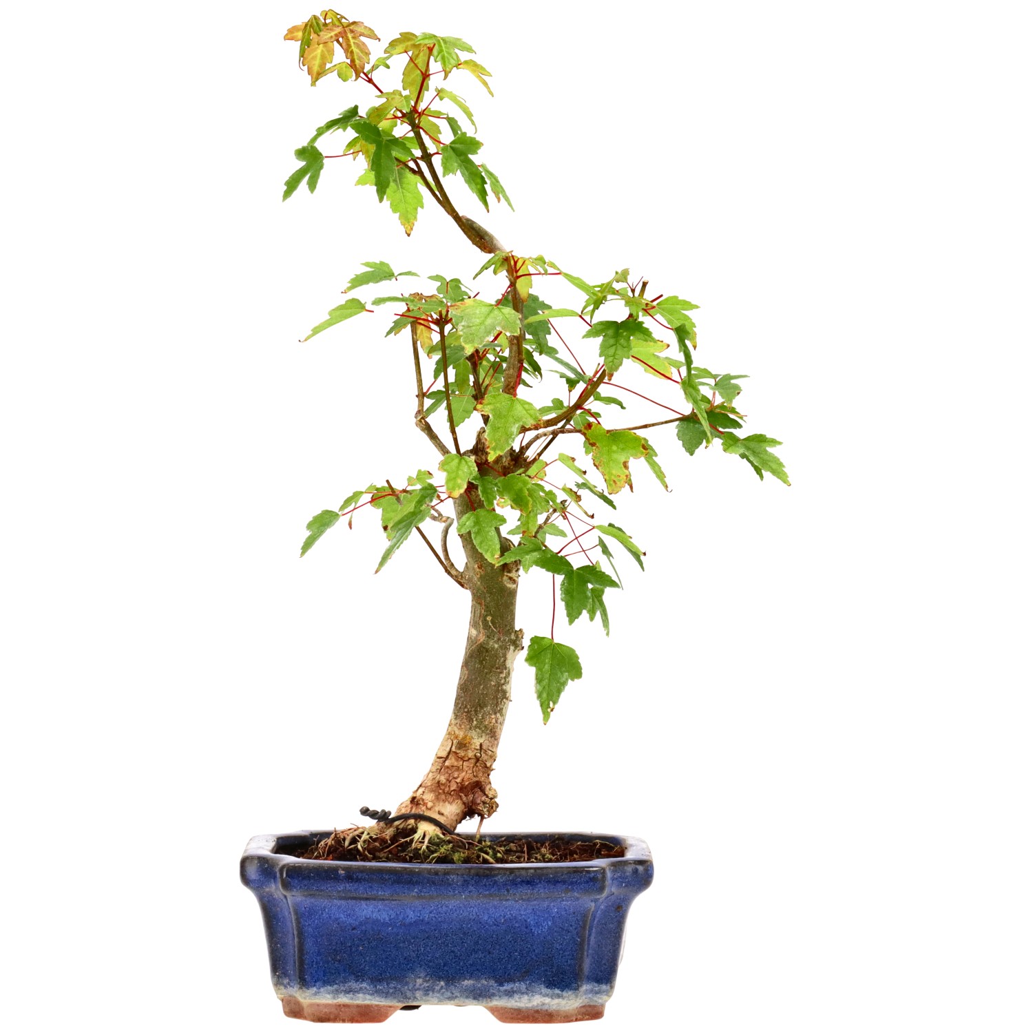 Trident Maple, approx. 6 y. (29 cm)
