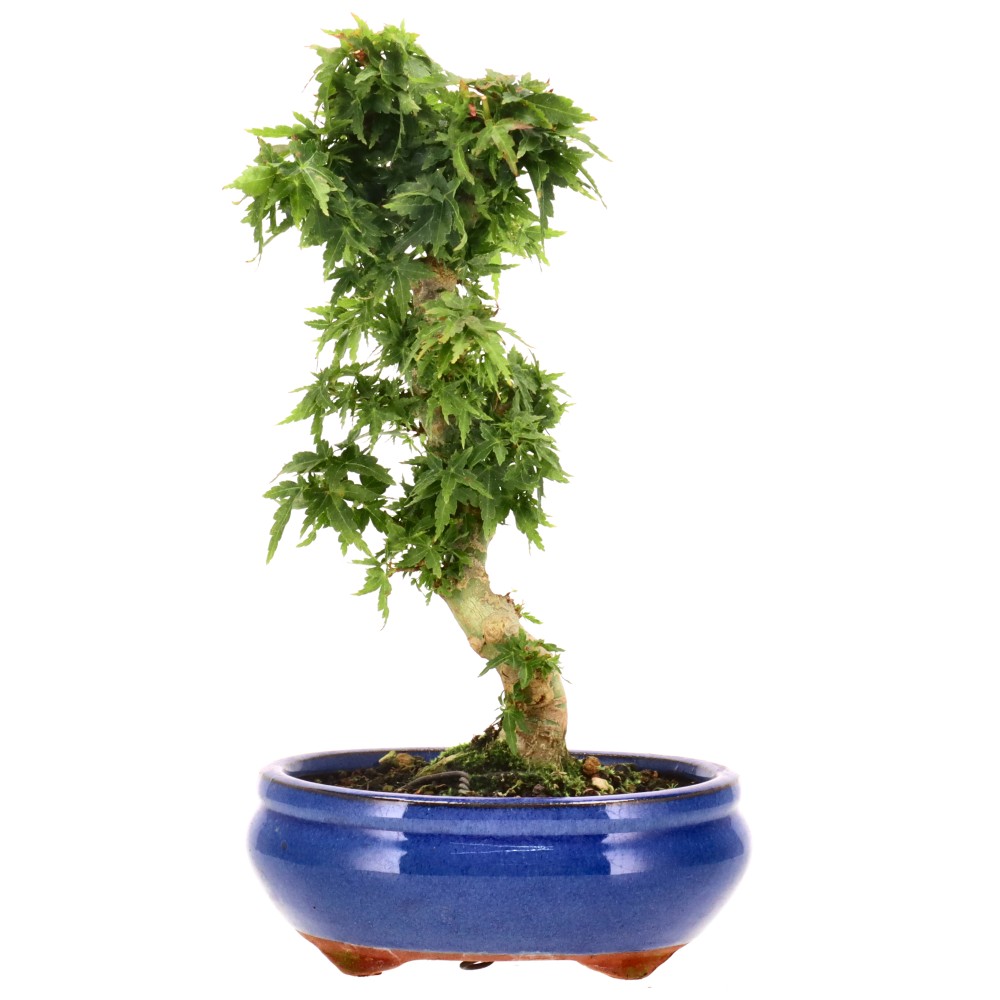 bonsai.fallbackImageTitle
