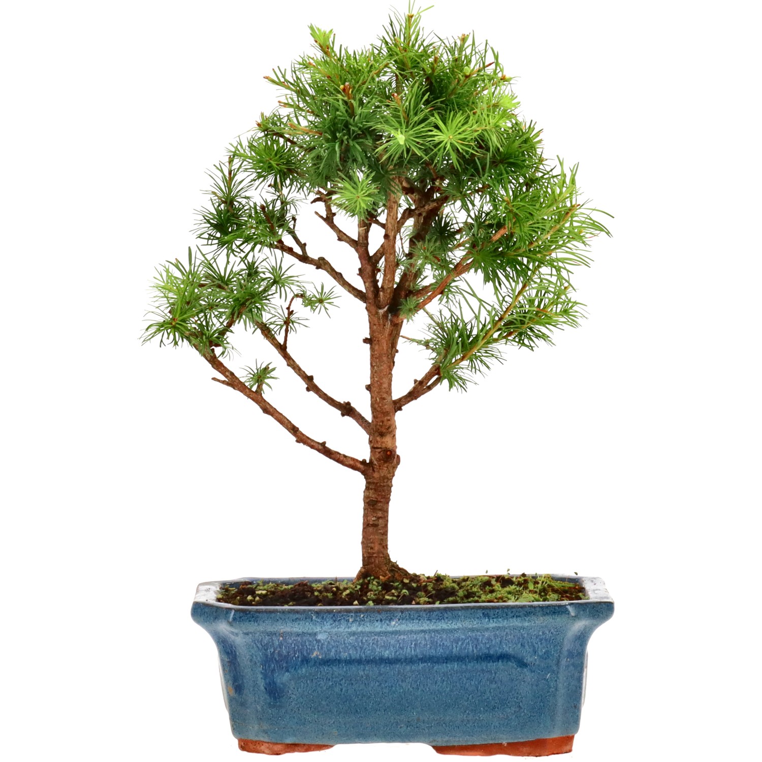Alerce del Japón, aprox. 7 años (28 cm)
