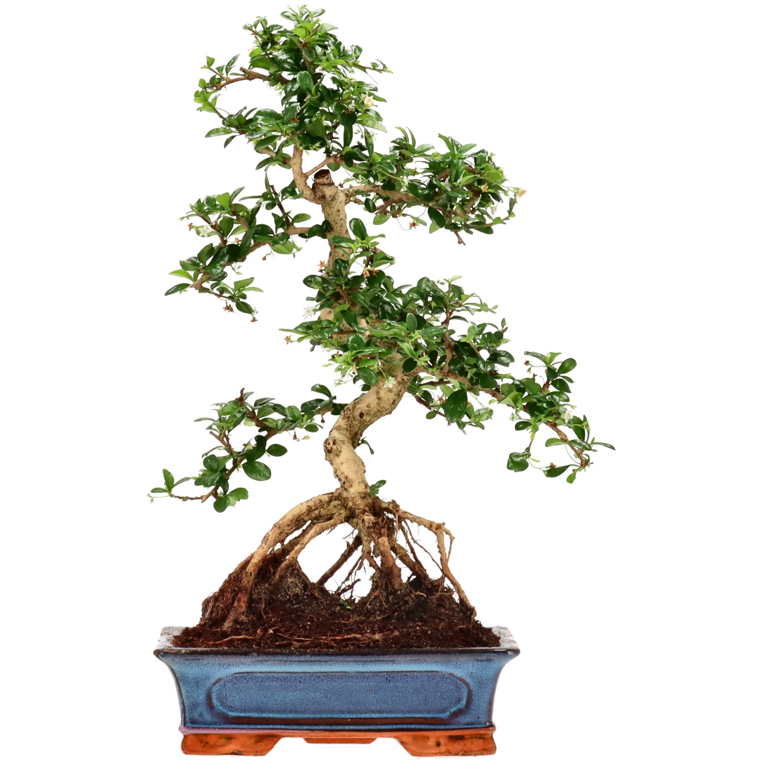 Fukien Tea, approx. 15 y. (50 cm)