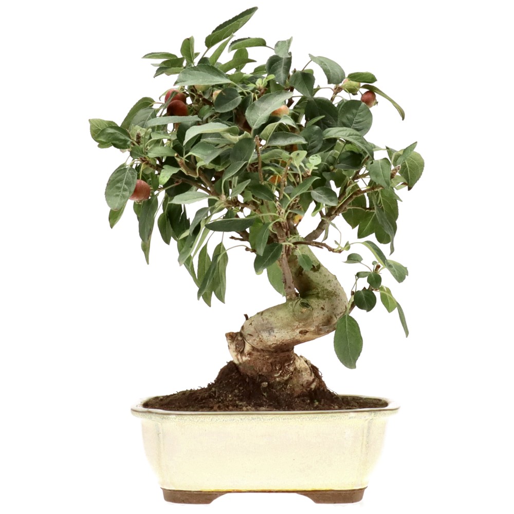Zierapfel, ca. 17 J. (33 cm)