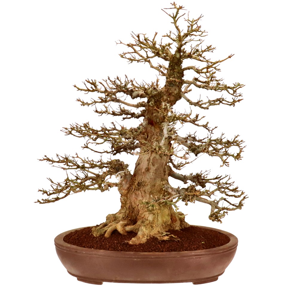 Dreispitzahorn, ca. 40 J. (70 cm) Dreispitzahorn, ca. 40 J. (70 cm)