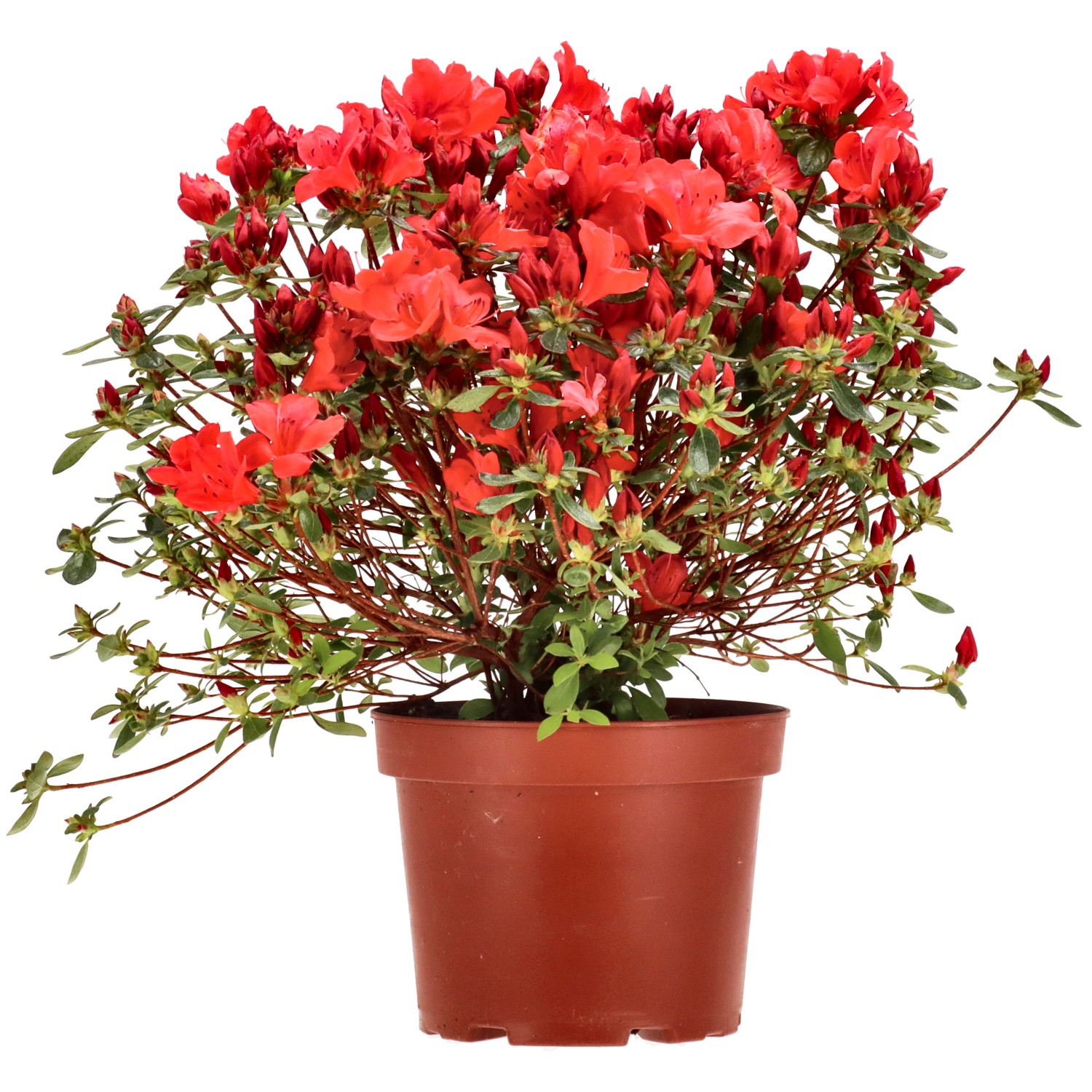 Gartenbonsai - jap. Azalee (Aladdin), ca. 6 Jahre (30 cm)