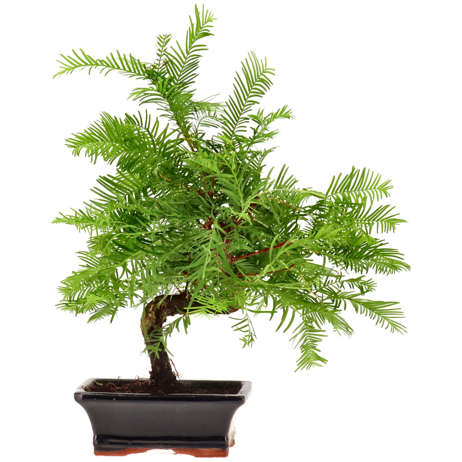 Metasequoia glyptostroboides, env. 8 ans (25 cm)
