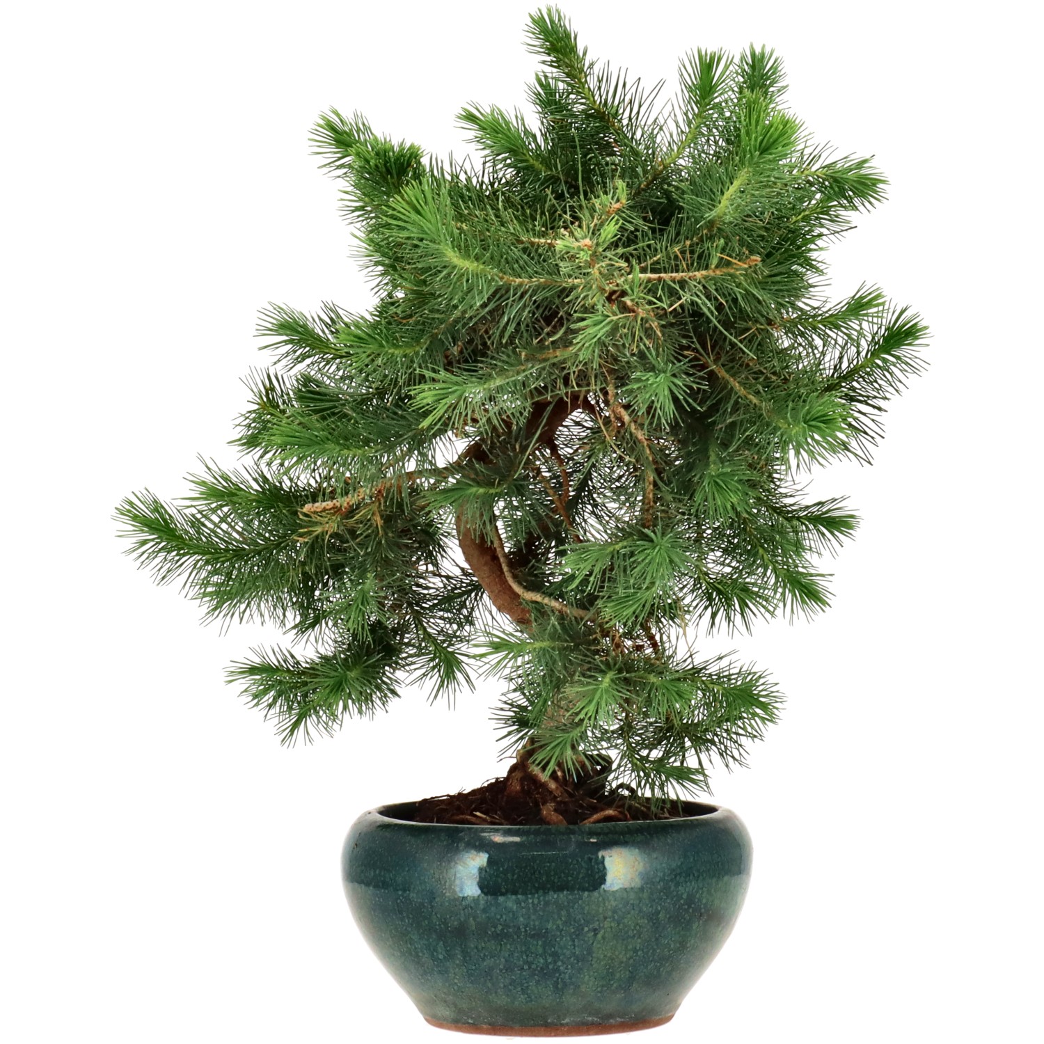 Pin d'Alep, env. 10 ans (30 cm)