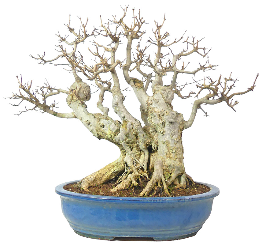 bonsai.fallbackImageTitle bonsai.fallbackImageTitle