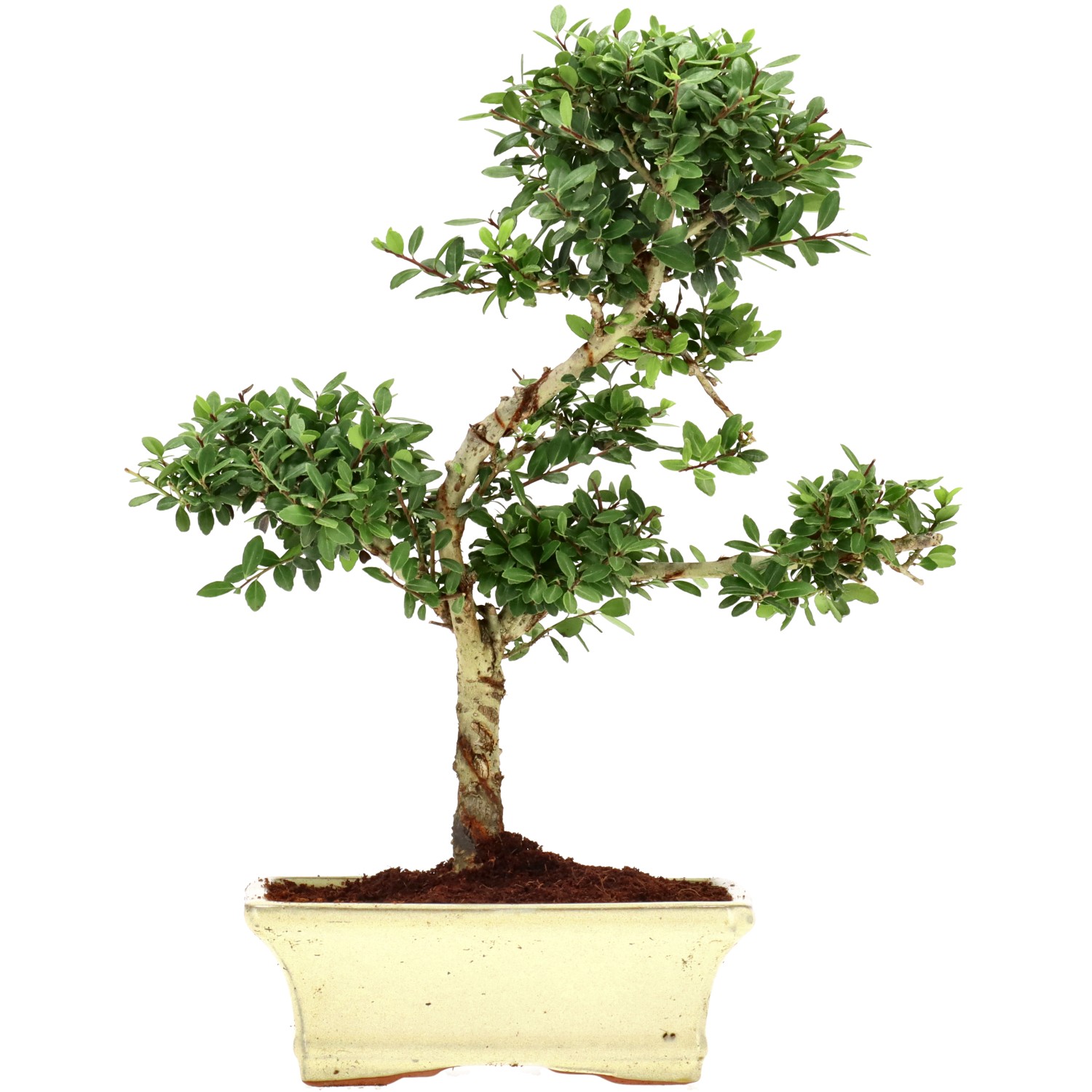 Jap. Stechpalme, ca. 9 J. (32 cm)