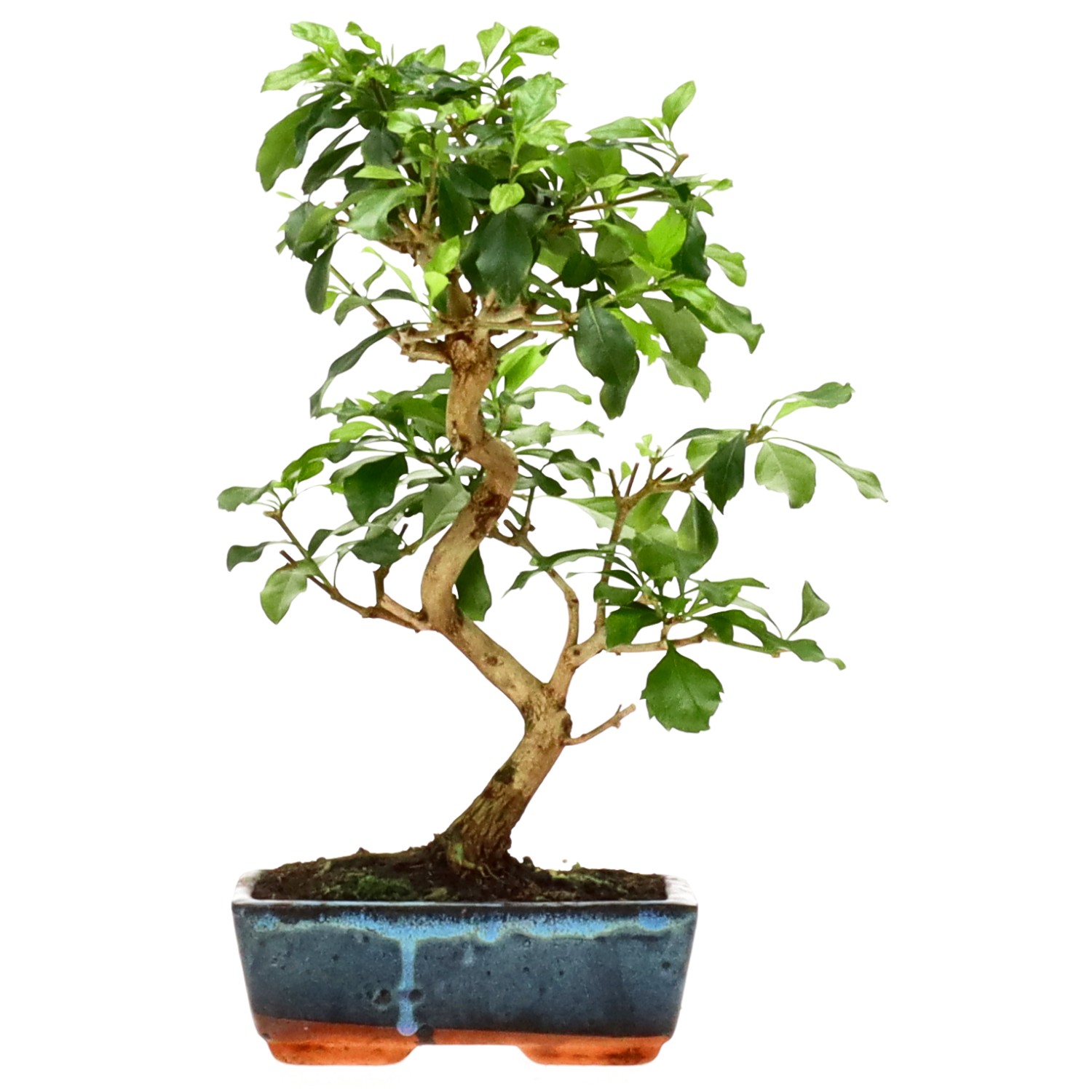 bonsai.fallbackImageTitle bonsai.fallbackImageTitle